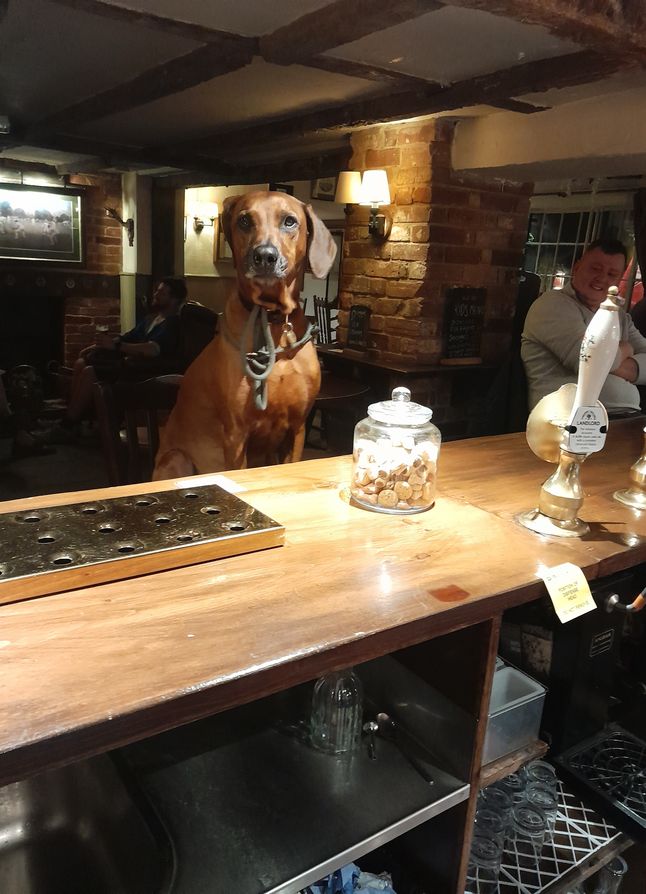 a pint overlooking the garden of the Cricketer's